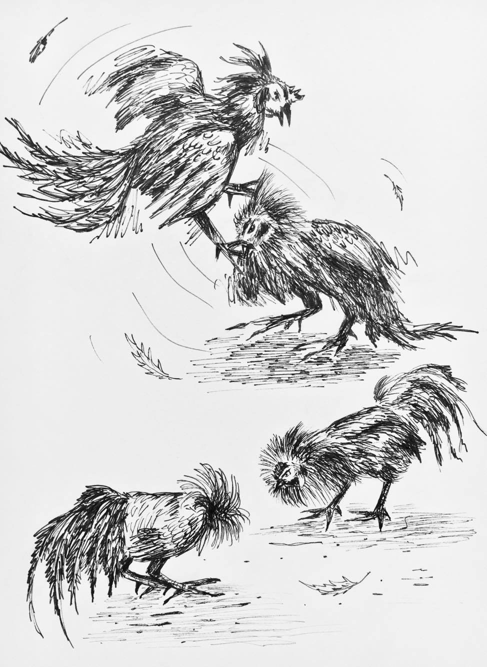 Brave Rooster Illustration 9